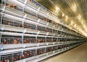 Centokoka mbd Standardna automatska kavezna oprema